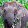 Pygmy elephant