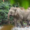 Borneo elephant