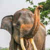 Sumatran elephant