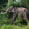 Indian elephant 