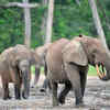 Article image for: African Forest elephant