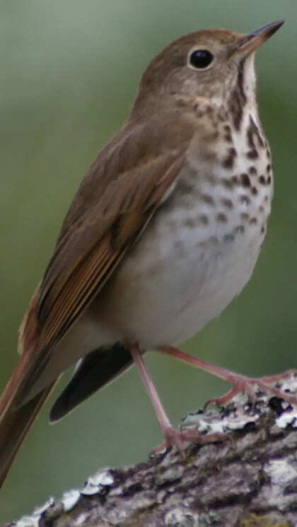 What Bird Has the Prettiest Song: Discover Nature’s Melodic Masterpiece