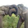 Elephants are as sweet as they are intelligent