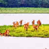 The land of red goats