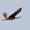 Avian paradise