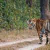 Tiger territory