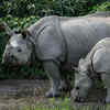 Rhino stronghold