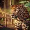 Article image for: Aside, tigers! Let the leopard safari begin
