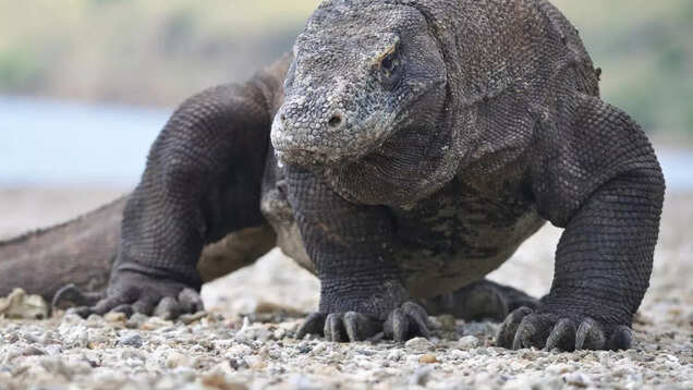 Indonesia: From dragons to diving, explore the wonders of Komodo National Park