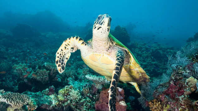 Indonesia: From dragons to diving, explore the wonders of Komodo National Park