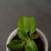 Article image for: Growing a healthy <i class="tbold">tulsi plant</i>