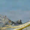 Article image for: <i class="tbold">indian gharial</i>