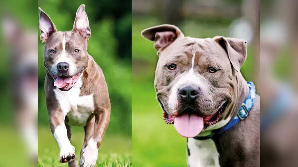 Dog attacks across India