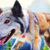 ​Identify dangerous breeds​