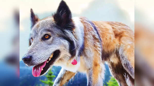 Identify dangerous breeds