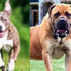 ​Banned dog breeds​