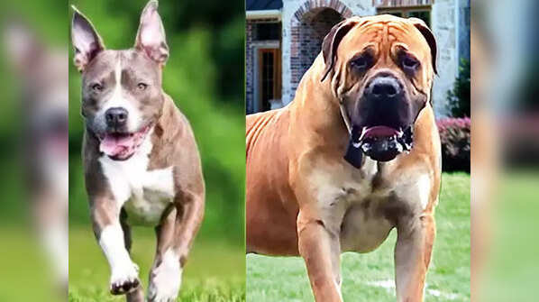 Banned dog breeds