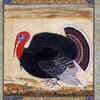 Mansur's 'Turkey Cock'