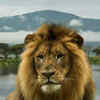 Article image for: African lion