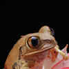 Article image for: <i class="tbold">frog</i>s
