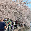 Article image for: See the latest photos of <i class="tbold">cherry blossom</i>