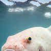 Article image for: <i class="tbold">deep sea</i> dweller