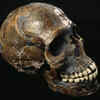 Skuhl-Qafzeh Remains