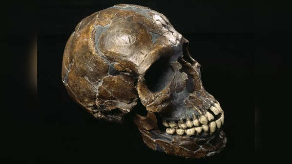 Skuhl-Qafzeh Remains