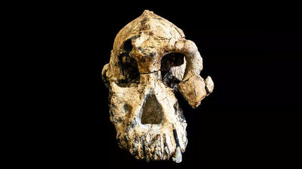 MRD Skull