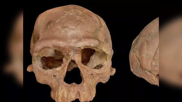 Jebel Irhoud Skulls