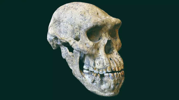 Dmanisi Skull 5