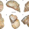 Apidima 1