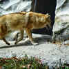 Himalayan wolf (Canis lupus chanco)