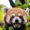 Red panda (Ailurus fulgens)