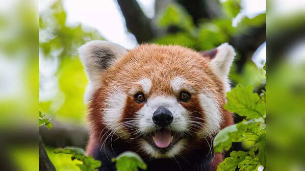 Red panda (Ailurus fulgens)