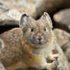 Himalayan pika (Ochotona himalayana)