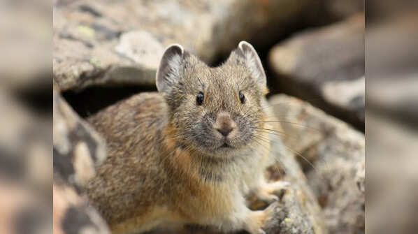 Himalayan pika (Ochotona himalayana)