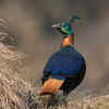 Himalayan monal (Lophophorus impejanus)