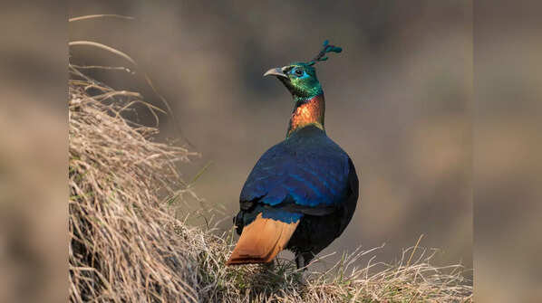 Himalayan monal (Lophophorus impejanus)