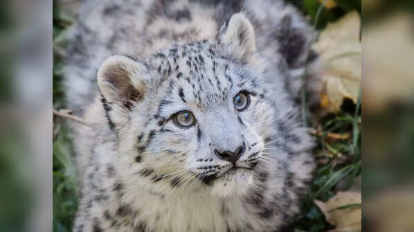 Snow leopard (Panthera uncia)