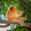 Golden langur (Trachypithecus geei)
