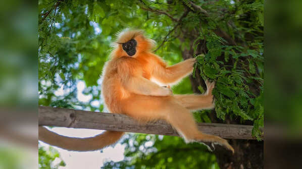 Golden langur (Trachypithecus geei)
