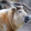 Takin (Budorcas taxicolor)