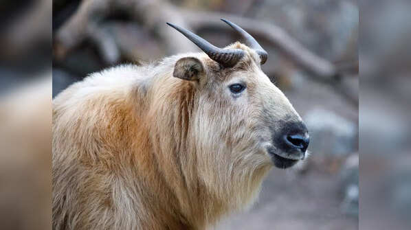 Takin (Budorcas taxicolor)
