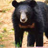 Himalayan black bear (Ursus thibetanus)