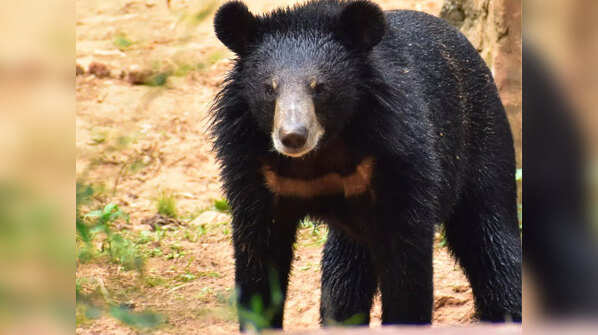 Himalayan black bear (Ursus thibetanus)