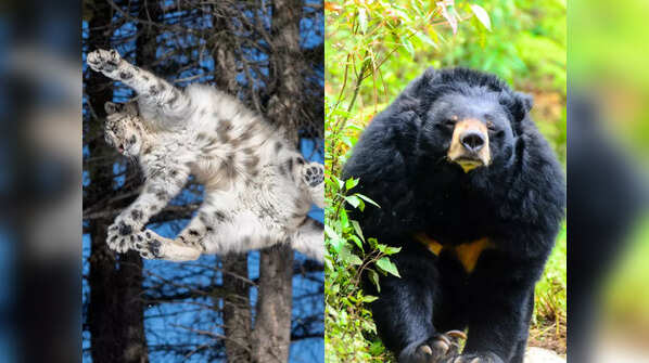 The Himalayas are home to fascinating animals