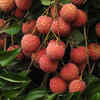 Shahi Litchi
