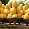 Bhagalpuri Zardalu Mango