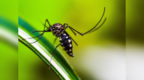 Easy tricks to keep mosquitoes at bay